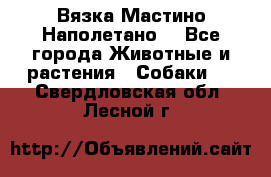 Вязка Мастино Наполетано  - Все города Животные и растения » Собаки   . Свердловская обл.,Лесной г.